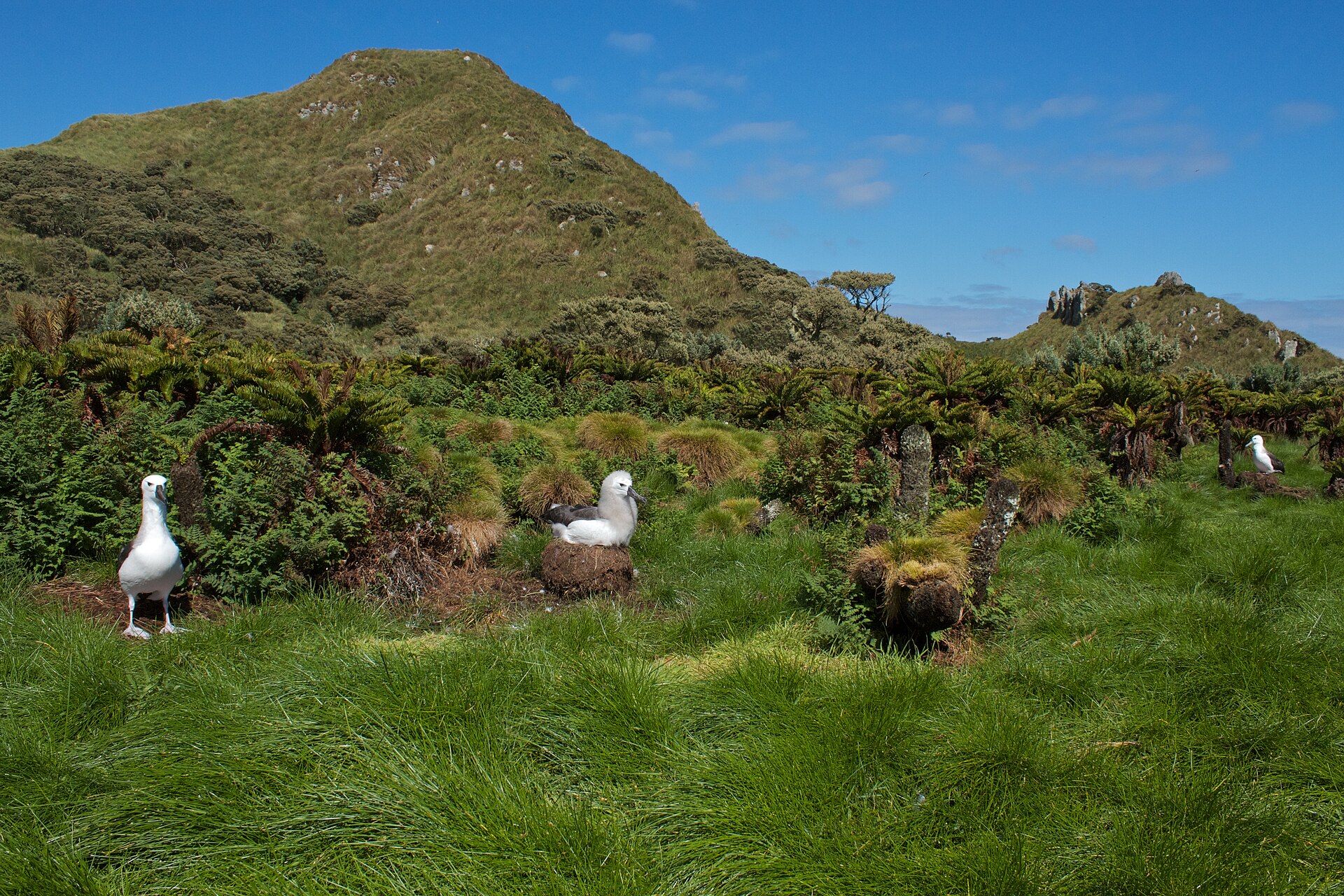 Albatrosses displaying in the tussock on Nightingale Island